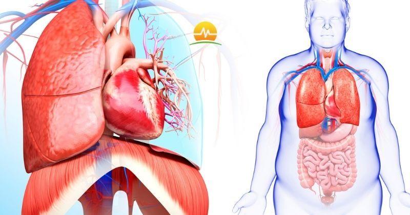 Medical illustration of obese man with close up view of heart and chest anatomy where obesity can increase risk of cardiovascular conditions like Afib. MASJax logo at top center.