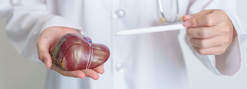 Doctor holding fake liver pointing to it with pen